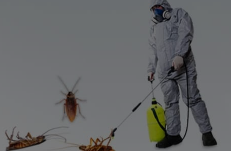 شركة مكافحة الصراصير بقطر